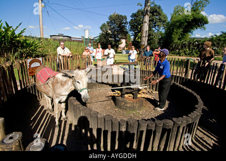 Jamaica Appleton Jamaica Rum factory district St Elisabeth Worker showing how a donkey grinds cane Stock Photo