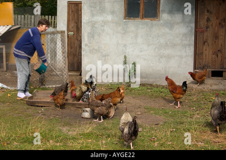 Polish farm woman feeding free range chickens in farmyard. Zawady Poland Stock Photo