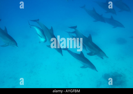 Africa Tanzania Zanzibar Matemwe Bay School of Bottlenose dolphin Tursiops truncatus swimming in Indian Ocean Stock Photo