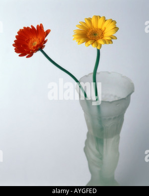 FLORA: Gerbera or Barbeton Daisy (lat: gerbera jamesonii) Stock Photo