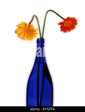 FLORA: Gerbera or Barbeton Daisy (lat: gerbera jamesonii) Stock Photo