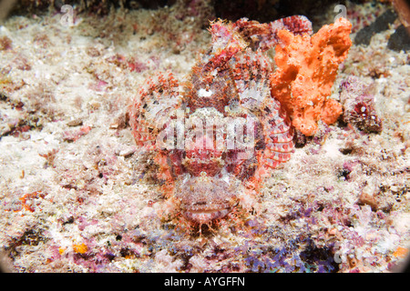 Africa Kenya Watamu Marine National Park Bearded Scorpionfish Scorpaenopsis barbatus in Indian Ocean Stock Photo