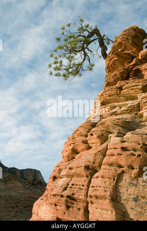 Ponderosa Pine (Pinus ponderosa) on sandstone outcrop, Zion National Park, UTAH Stock Photo