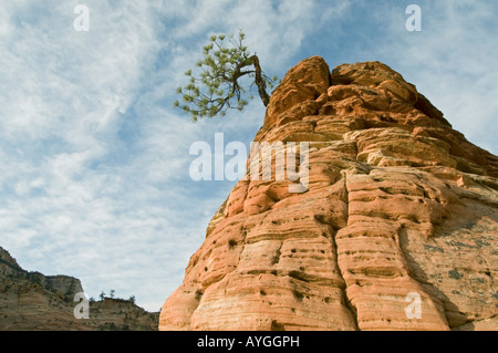 Ponderosa Pine (Pinus ponderosa) on sandstone outcrop, Zion National Park, UTAH Stock Photo