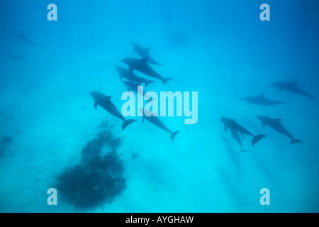 Africa Tanzania Zanzibar Matemwe Bay School of Bottlenose dolphin Tursiops truncatus swimming in Indian Ocean Stock Photo