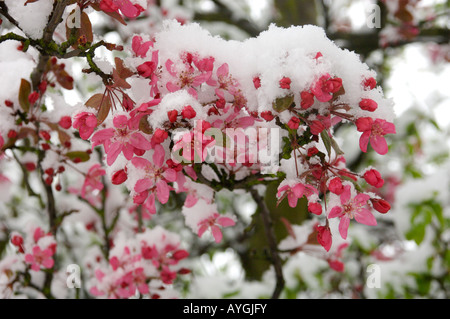 Snow on Blossom Stock Photo