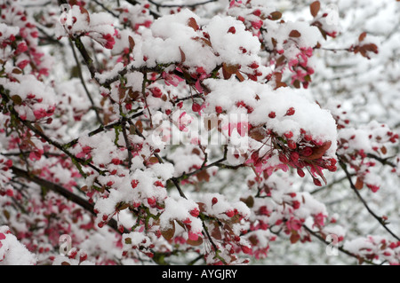 Snow on Blossom Stock Photo
