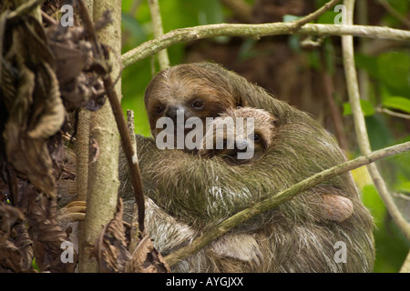 M-389D, PALE-THROATED THREE-TOED SLOTH MOTHER AND BABY, Stock Photo