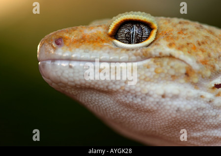 Leopard Gecko (Eublepharis Macularis) Stock Photo