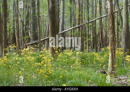 Torreya State Park Florida woods forest dry cypress swamp Stock Photo ...