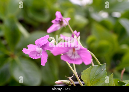 VIOLA RUPESTRIS ROSEA TEESDALE VIOLET Stock Photo