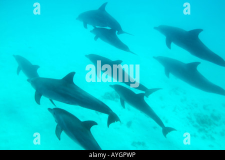 Africa Tanzania Zanzibar Matemwe Bay School of Bottlenose dolphin Tursiops truncatus swimming in Indian Ocean Stock Photo