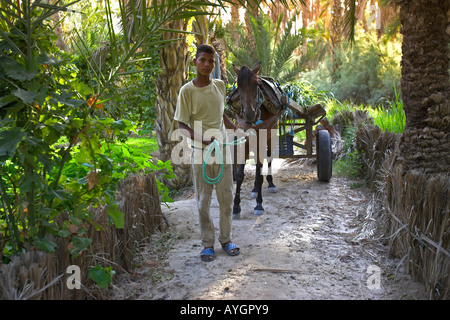 Young man leads horse and cart on palm tree lined track in private plantation Nefta oasis Tunisia Stock Photo