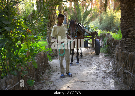 Young man leads horse and cart on palm tree lined track in private plantation Nefta oasis Tunisia Stock Photo