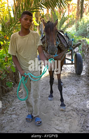 Young man leads horse and cart on palm tree lined track in private plantation Nefta oasis Tunisia Stock Photo