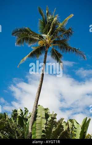 Low angle view of palm tree Stock Photo