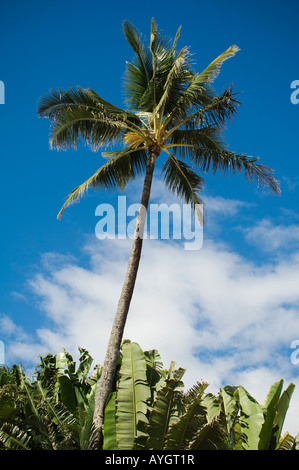 Low angle view of palm tree leaves and trunk Stock Photo - Alamy