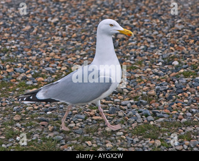Herring Gull (larus argentatus) Stock Photo