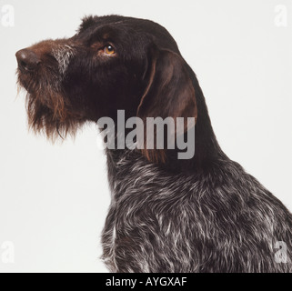 Head and neck only of german wire haired pointer. Stock Photo