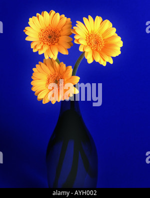 FLORA: Gerbera or Barbeton Daisy lat gerbera jamesonii Stock Photo