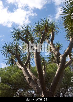 Dragon Tree Dracaena draco Gibraltar Alameda Botanical Gardens Stock Photo