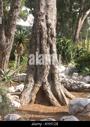 Dragon Tree trunk Dracaena draco Gibraltar Alameda Botanical Gardens Stock Photo