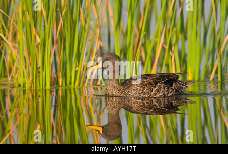 Yellow-Billed Duck swimming in water, Marievale Bird Sanctuary, South Africa Stock Photo