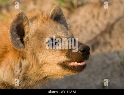 Close up of Spotted Hyaena, Greater Kruger National Park, South Africa Stock Photo