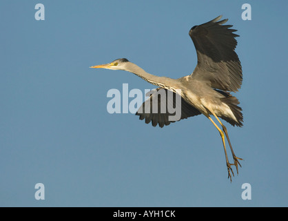 Close up of Grey Heron in flight, Marievale Bird Sanctuary, South Africa Stock Photo