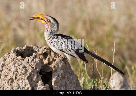 Close up of bird, Greater Kruger National Park, South Africa