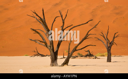 Dead trees, Namib Desert, Namibia, Africa Stock Photo
