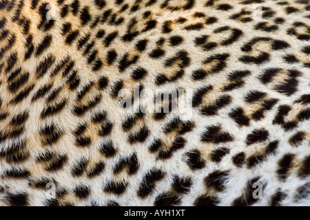 Close up of Leopard, Greater Kruger National Park, South Africa Stock Photo