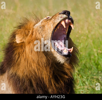 Male lion yawning, Greater Kruger National Park, South Africa Stock Photo