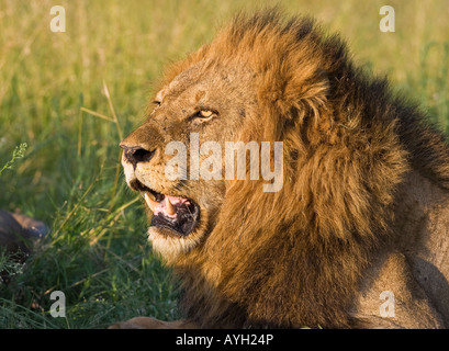 Close up of male lion, Greater Kruger National Park, South Africa Stock Photo