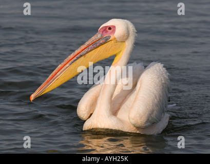 Great White Pelican floating in water, Namibia, Africa Stock Photo