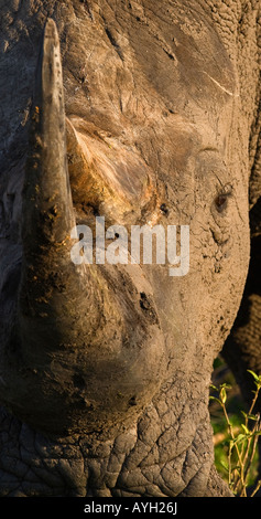 Close up of White Rhinoceros, Greater Kruger National Park, South Africa Stock Photo