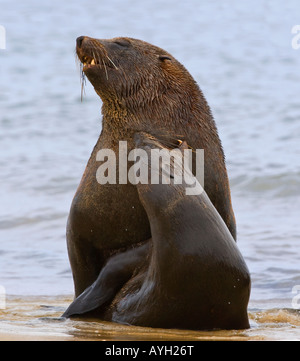 South African Fur Seals in water, Namibia, Africa Stock Photo