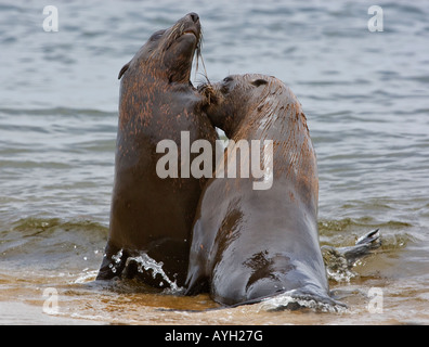 South African Fur Seals in water, Namibia, Africa Stock Photo
