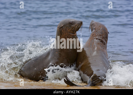 South African Fur Seals in water, Namibia, Africa Stock Photo