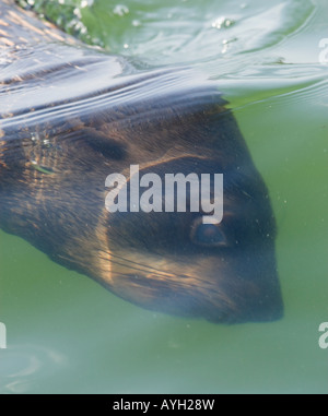 South African Fur Seal swimming underwater, Namibia, Africa Stock Photo