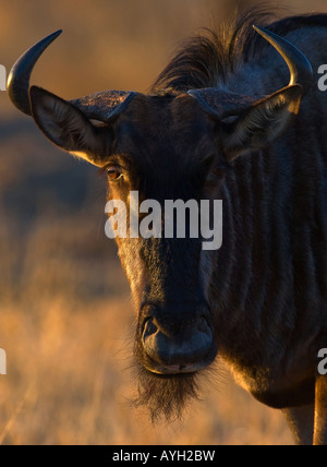 Close up of Blue Wildebeest (Brindled Gnu), Greater Kruger National Park, South Africa Stock Photo