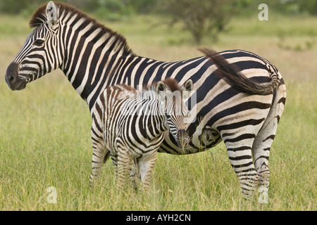 Mother and baby Plains Zebra, Greater Kruger National Park, South Africa Stock Photo