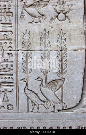 Temple of Denderah Queen Cleopatra human figures and hieroglyphics carved in the stone ducks Stock Photo