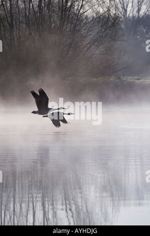 Branta canadensis. Canada geese flying through dawn mist. Oxfordshire, UK Stock Photo