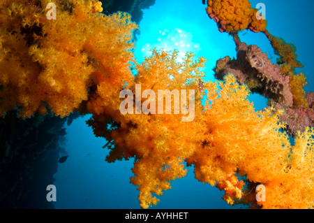 Soft coral Dendronephthya sp in a deep blue sea Layang Layang atoll Sabah Borneo Malaysia South China Sea Pacific Ocean Stock Photo