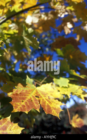 Herbstlaub eines Ahornbaumes Stock Photo