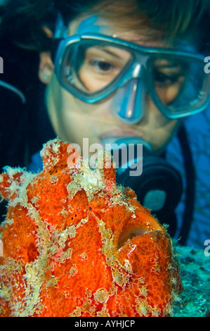 Diver watches a giant frogfish Antennarius commersoni Yap Federated States of Micronesia Pacific Ocean Stock Photo