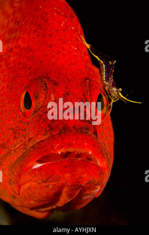 Tomato Grouper Cephalopholis sonnerati being cleaned Yap Federated States of Micronesia Pacific Ocean Stock Photo