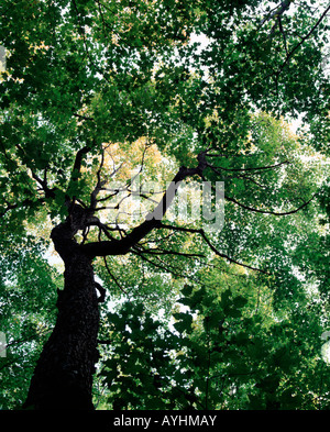 sugar maple in old growth forest, Crosby Manitou State Park, Minnesota USA Stock Photo
