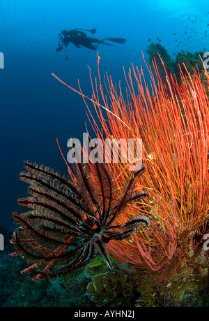 Sea whips Menella sp and crinoid with diver in background Menjangan Island National Park Pemuteran Bali Indonesia Pacific Ocean Stock Photo